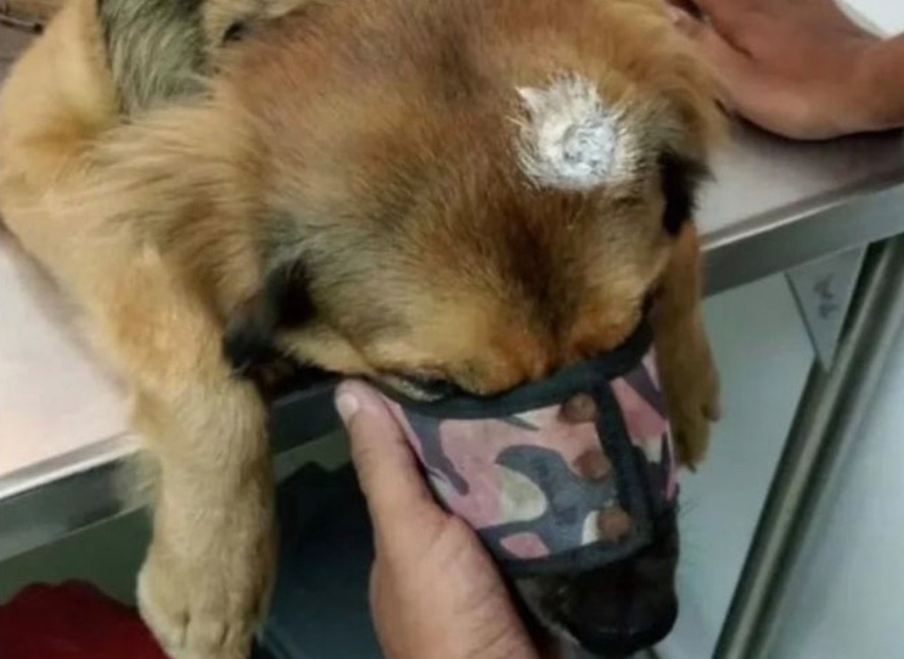 Está hospitalizado presunto asesino del perro "Roco" WhatsApp-Image-2022-07-06-at-3.18.07-PM