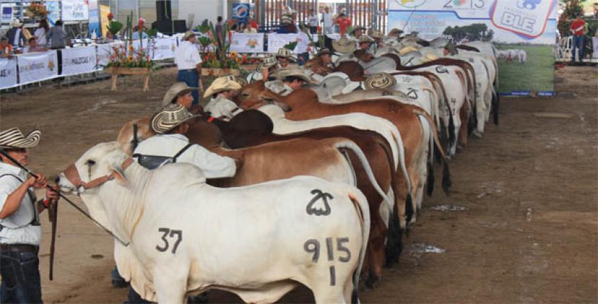 Cámara de Comercio respalda la Feria Ganadera | RTA Noticias