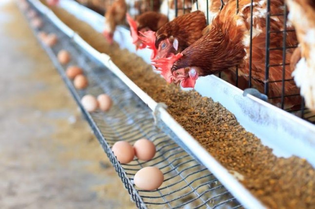 Gallinas ponedoras enjauladas sufren intenso temor | RTA Noticias