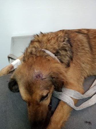 Imputan cargos a sujeto que mató a un perro en el Sicarare | RTA Noticias