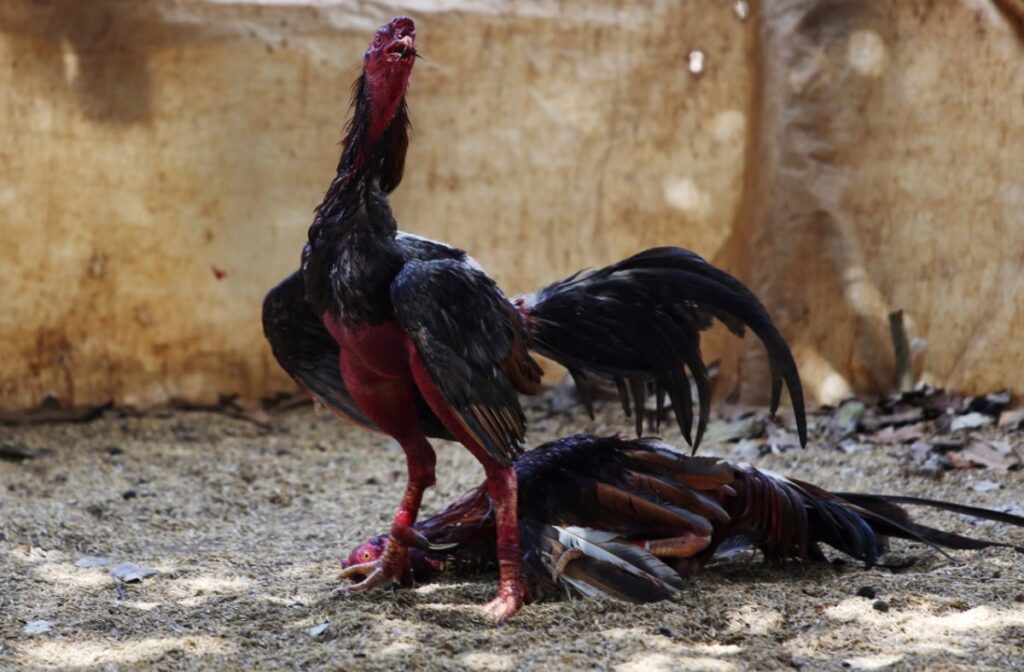 Proyecto de ley busca prohibir las peleas de gallos | RTA Noticias