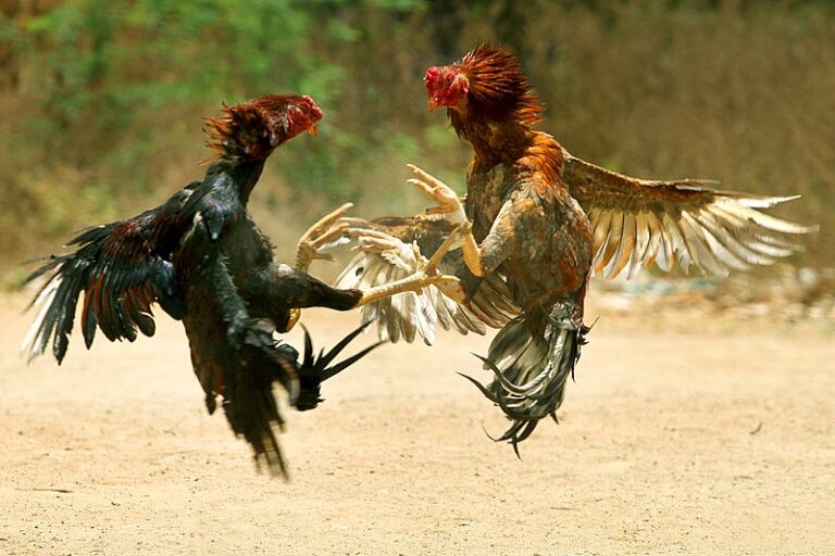 Proyecto de ley busca prohibir las peleas de gallos pelea_de_gallos