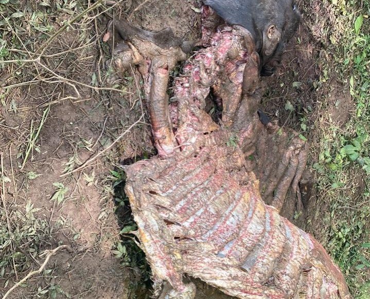 Preocupante robo de ganado en San Diego, Cesar | RTA Noticias