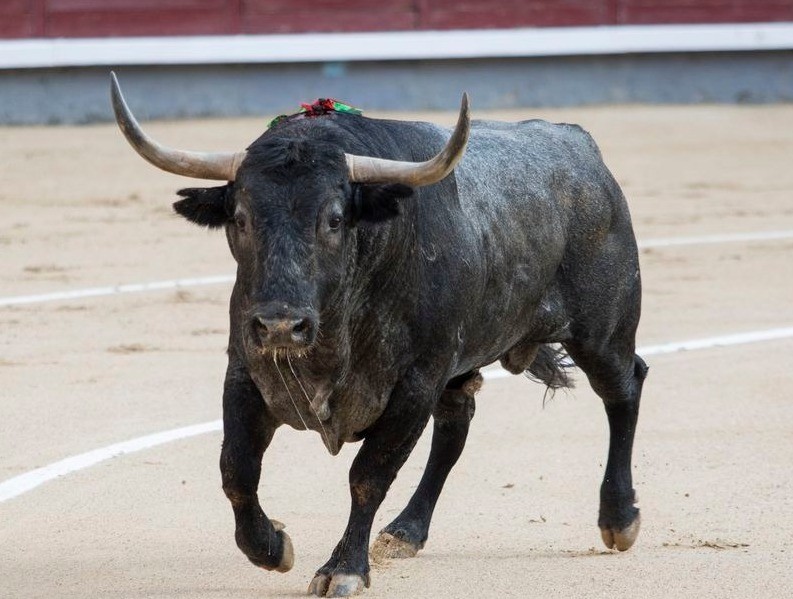 Toro mató a carnicero cuando este lo iba a desollar WhatsApp-Image-2022-09-16-at-6.54.53-PM