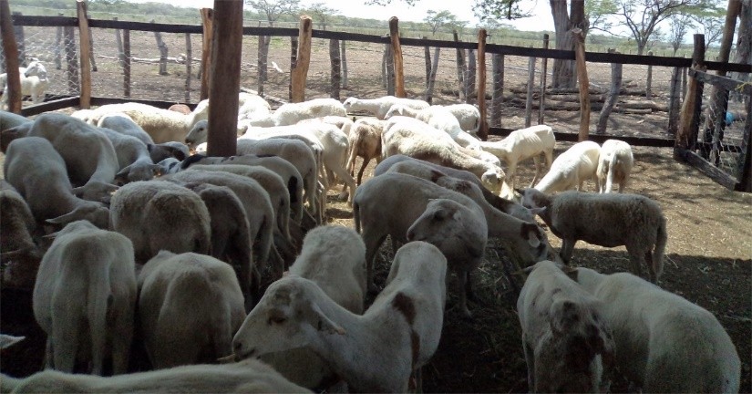 "Pelaron" y robaron ovejas en Río Seco | RTA Noticias