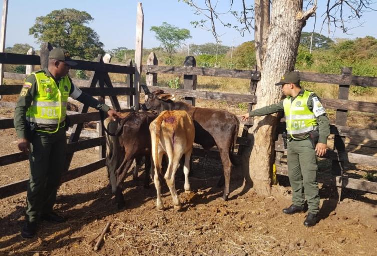Capturado "El Rayo" integrante de la banda Los Leopardos Capturado "El Rayo" integrante de la banda Los Leopardos | RTA Noticias