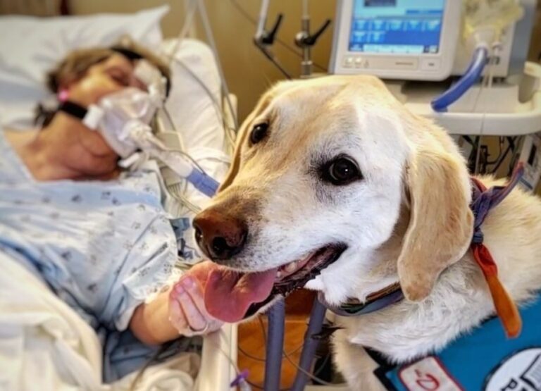 Dude, el perro terapeuta para pacientes con cáncer WhatsApp-Image-2022-10-13-at-7.00.35-PM