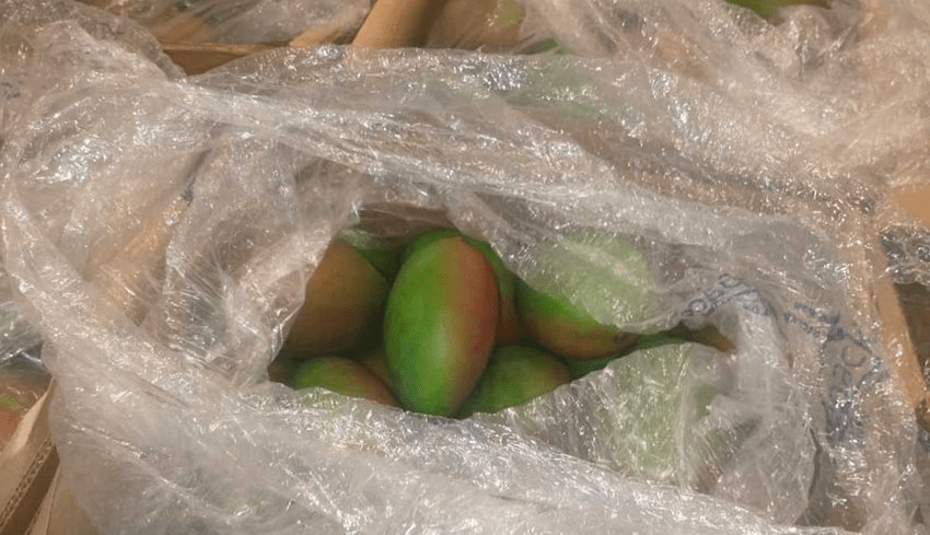 Mango colombiano llega por primera vez a Estados Unidos | RTA Noticias
