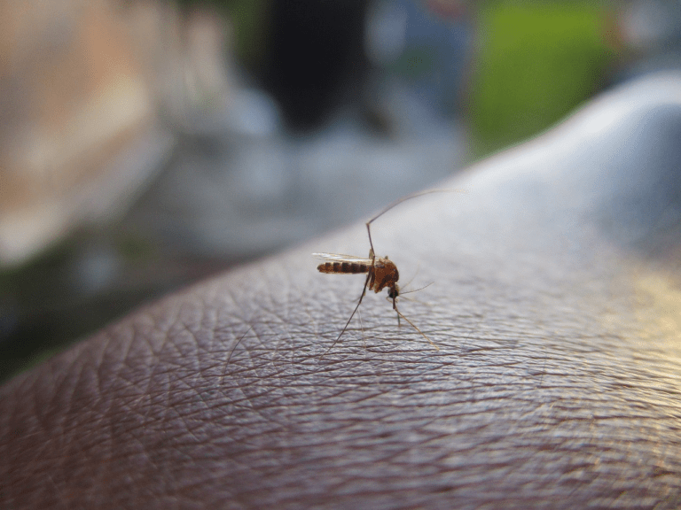 Como evitar que los mosquitos dañen tu Semana Santa image-26