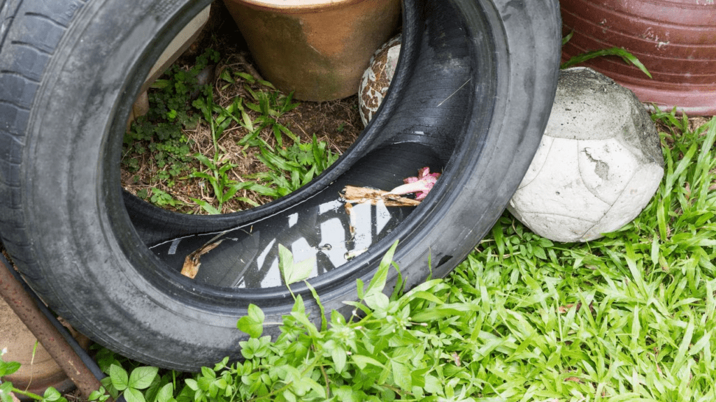 Como evitar que los mosquitos dañen tu Semana Santa Como evitar que los mosquitos dañen tu Semana Santa | RTA Noticias