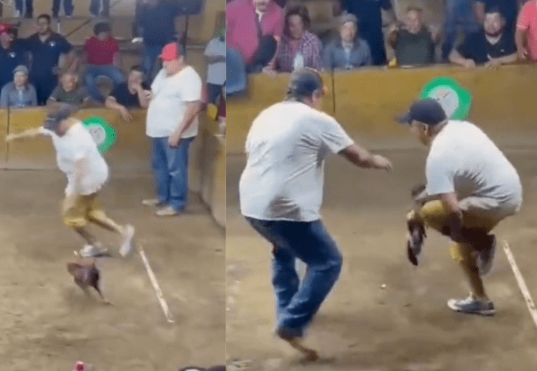 ¿Karma? Gallo de pelea ataca a su dueño image-37