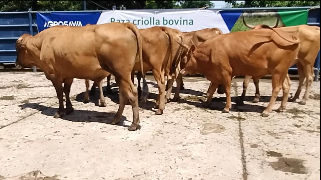 El Centro de Investigación Motilonia realiza subasta de animales | RTA Noticias