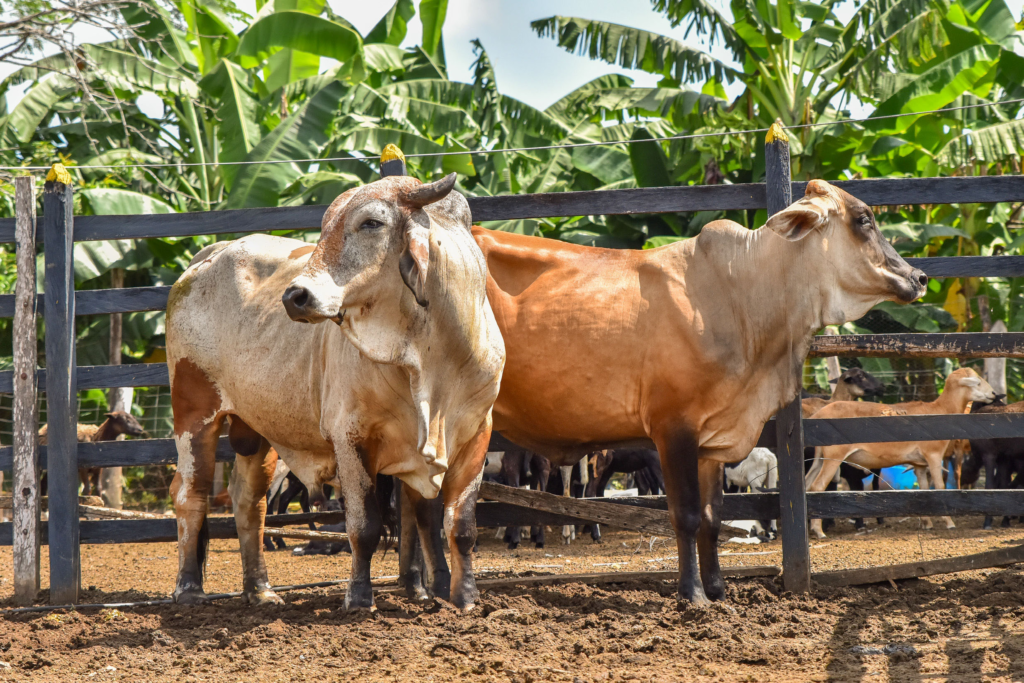 La Costa Caribe liderará exportación de carne bovina a China | RTA Noticias