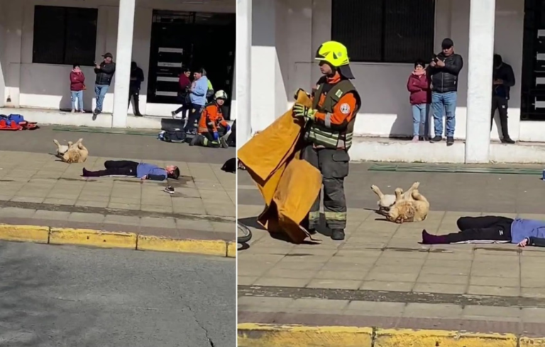 Perro se "hizo el muerto" en simulacro de accidente image-57