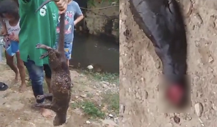 Rechazo en Valledupar por maltrato animal hacía una nutria image-109