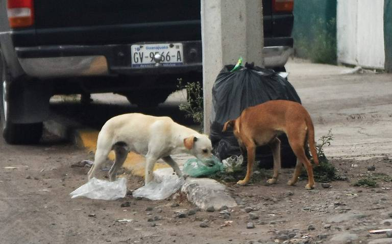 Perros llevaban cuerpo desmembrado de una bebé en Barrancas image-62