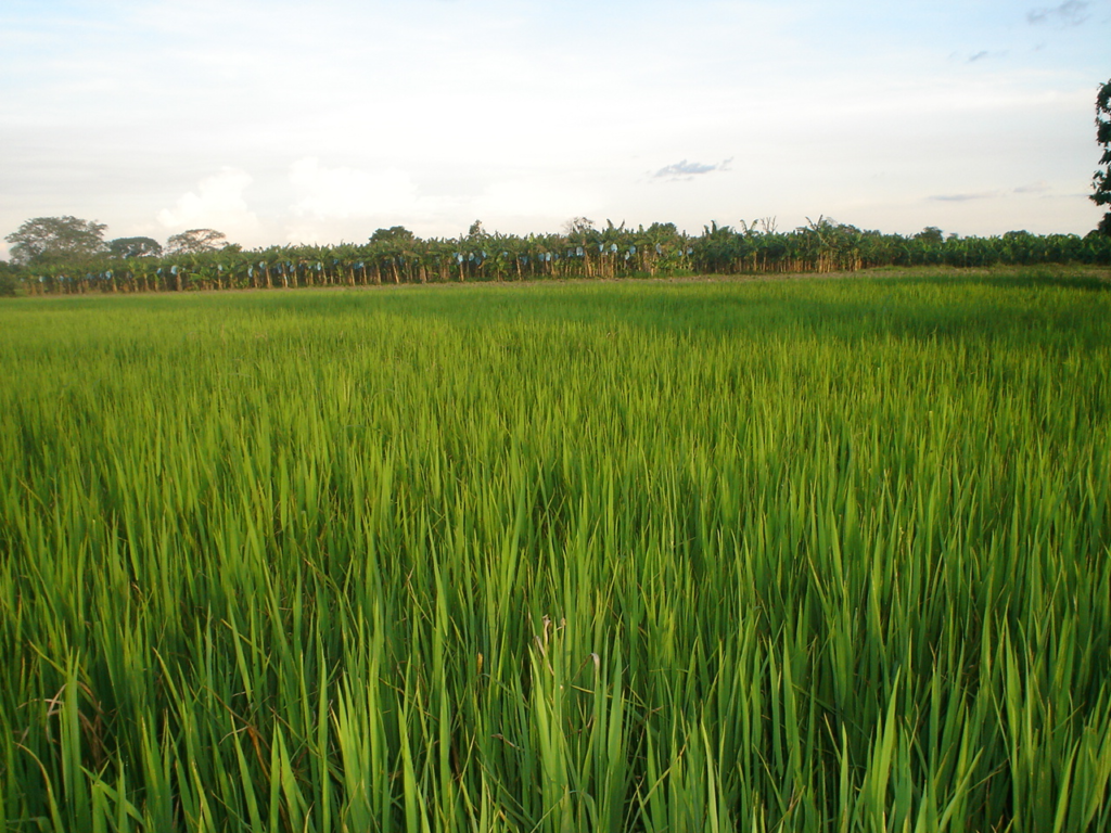 Abastecimiento de arroz para el país está garantizado | RTA Noticias