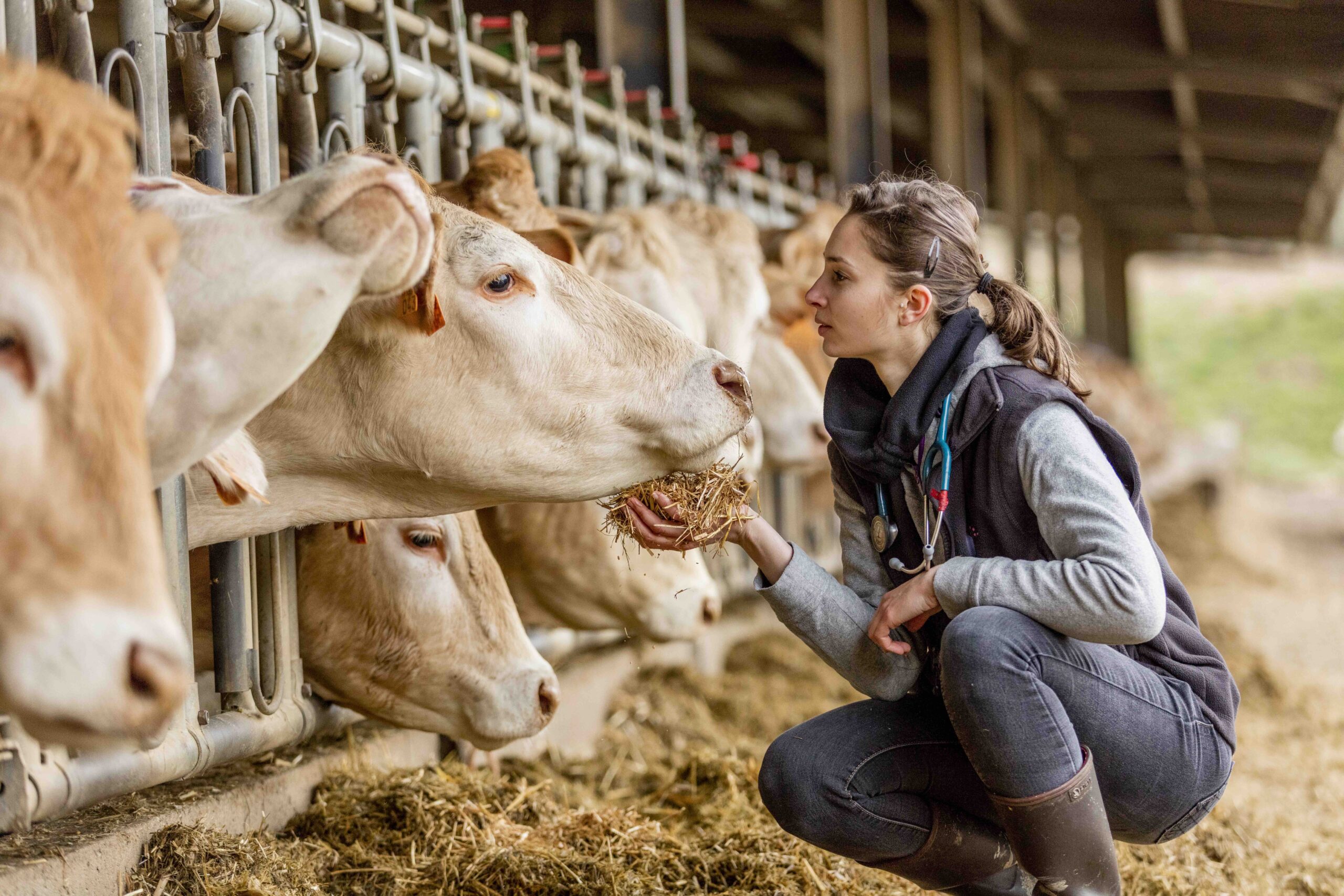 Bovine person with dAquitaine cattle 2017 0445 300dpi