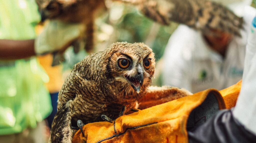 Drummond y Corpocesar liberan especies de fauna silvestre | RTA Noticias