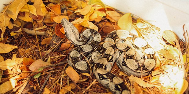 Drummond y Corpocesar liberan especies de fauna silvestre | RTA Noticias