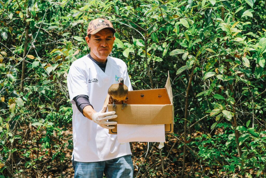 Drummond y Corpocesar liberan especies de fauna silvestre | RTA Noticias
