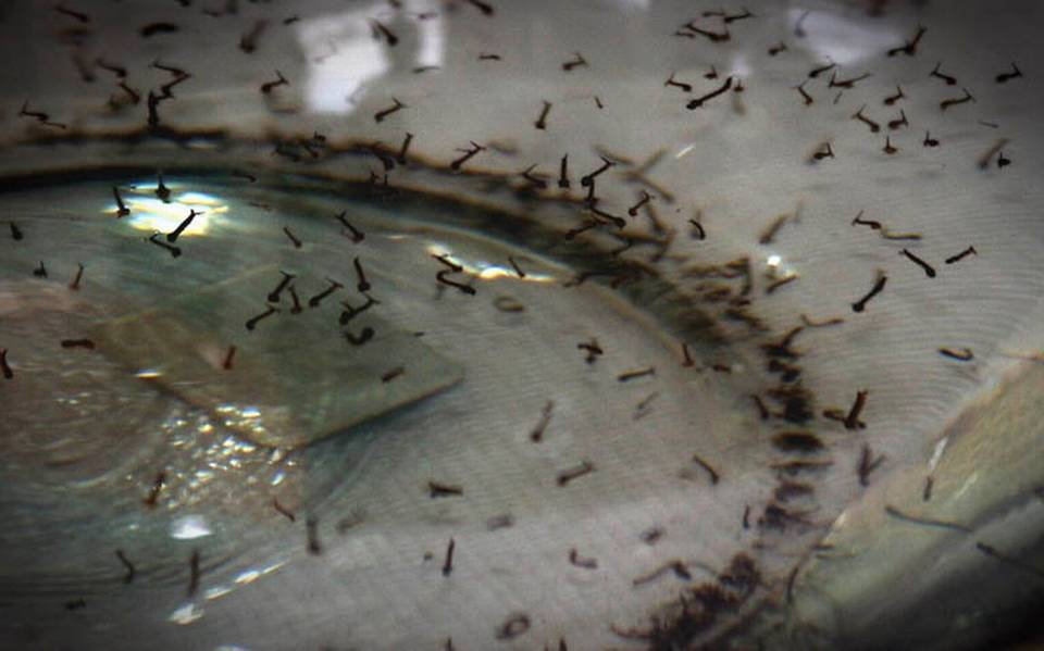 Preocupación por aumento de casos de dengue en Valledupar | RTA Noticias