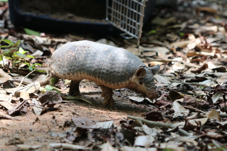 Drummond y Corpocesar liberan especies de fauna silvestre image-141