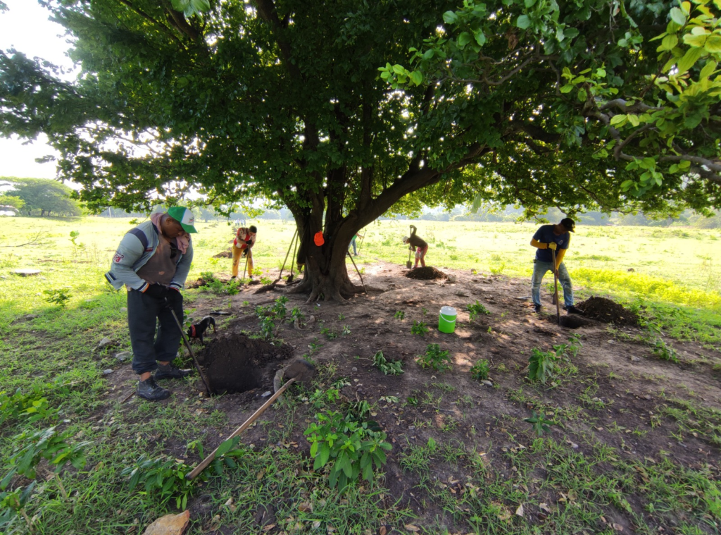 Descubren piezas arqueológicas en proyecto Cuestecitas-Copey-Fundación | RTA Noticias