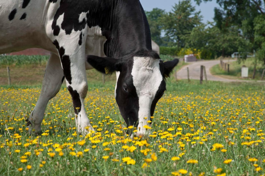 La leche, uno de los productos primordiales en las familias colombianas La leche, uno de los productos primordiales en las familias colombianas | RTA Noticias