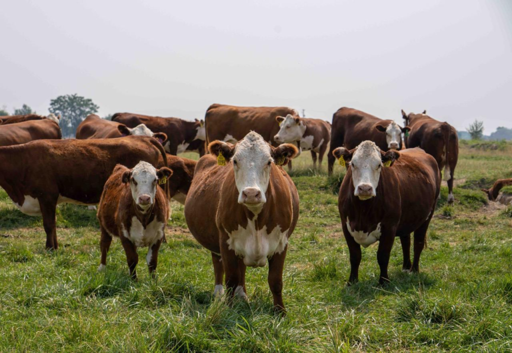 La leche, uno de los productos primordiales en las familias colombianas La leche, uno de los productos primordiales en las familias colombianas | RTA Noticias