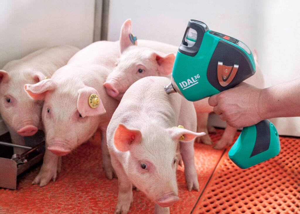 Prevención porcina, clave para el consumo de carne en Colombia | RTA Noticias