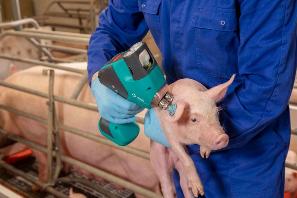 Prevención porcina, clave para el consumo de carne en Colombia | RTA Noticias