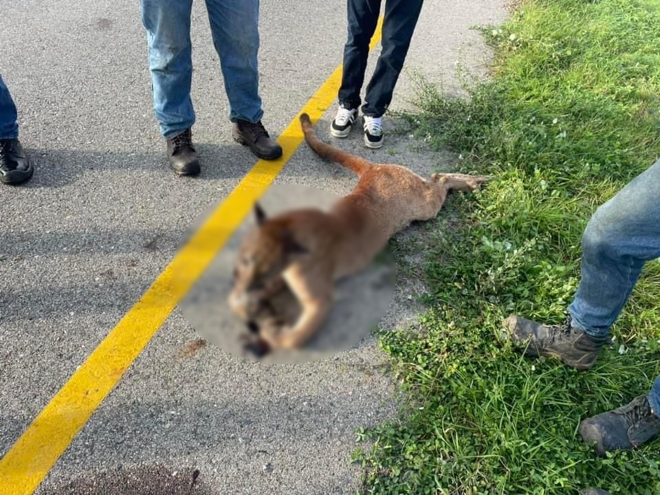 Muere Puma tras ser arrollada en via Bosconia-Valledupar Muere Puma tras ser arrollada en via Bosconia-Valledupar | RTA Noticias