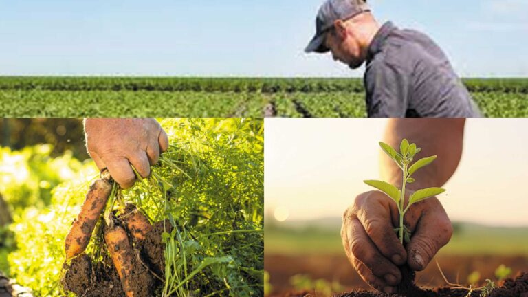 Cuadernos de explotación agrícola