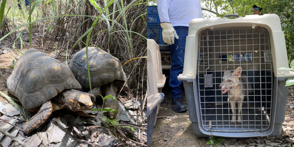 Más de 100 animales vuelven a su hábitat en áreas de Drummond | RTA Noticias