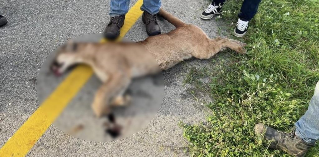 Muere Puma tras ser arrollada en via Bosconia-Valledupar image