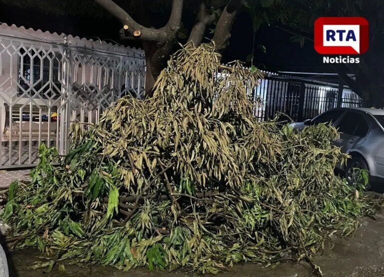 Denuncian acumulación de poda y basura en el barrio Francisco el hombre Imagen de WhatsApp 2024-11-22 a las 12.53.00_1e47b3c0