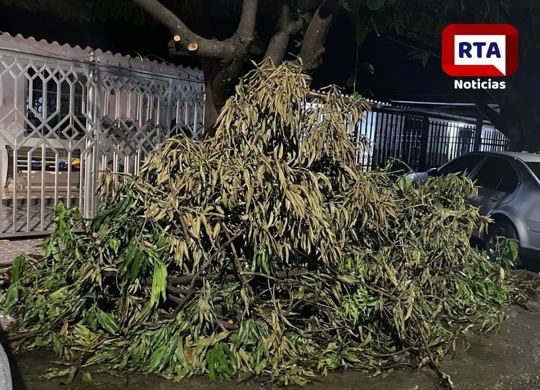 Denuncian acumulación de poda y basura en el barrio Francisco el hombre Imagen de WhatsApp 2024-11-22 a las 12.53.00_1e47b3c0