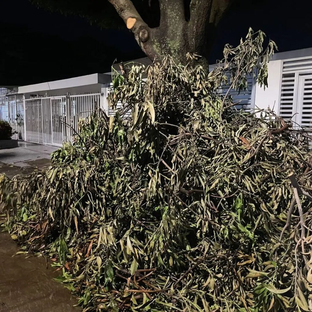 Denuncian acumulación de poda y basura en el barrio Francisco el hombre Denuncian acumulación de poda y basura en el barrio Francisco el hombre | RTA Noticias