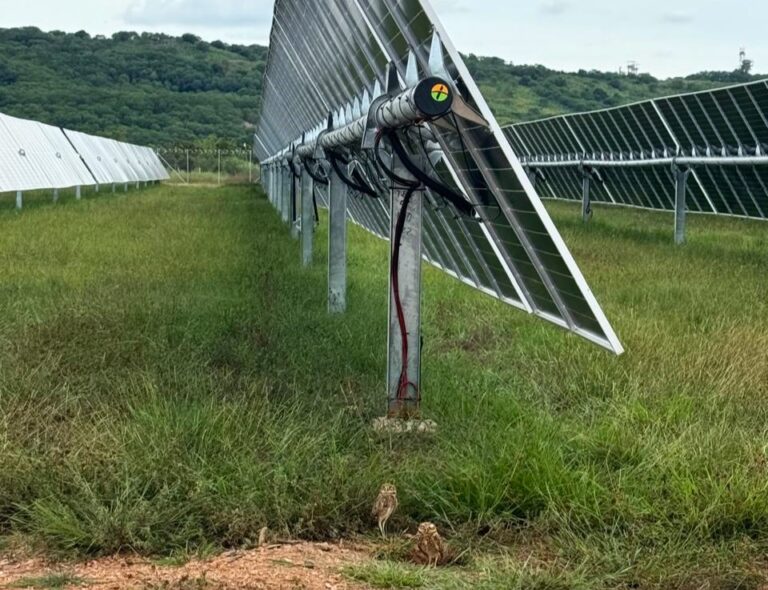 Mochuelos en Parque Solar Cañahuate I de Drummond Energy_2
