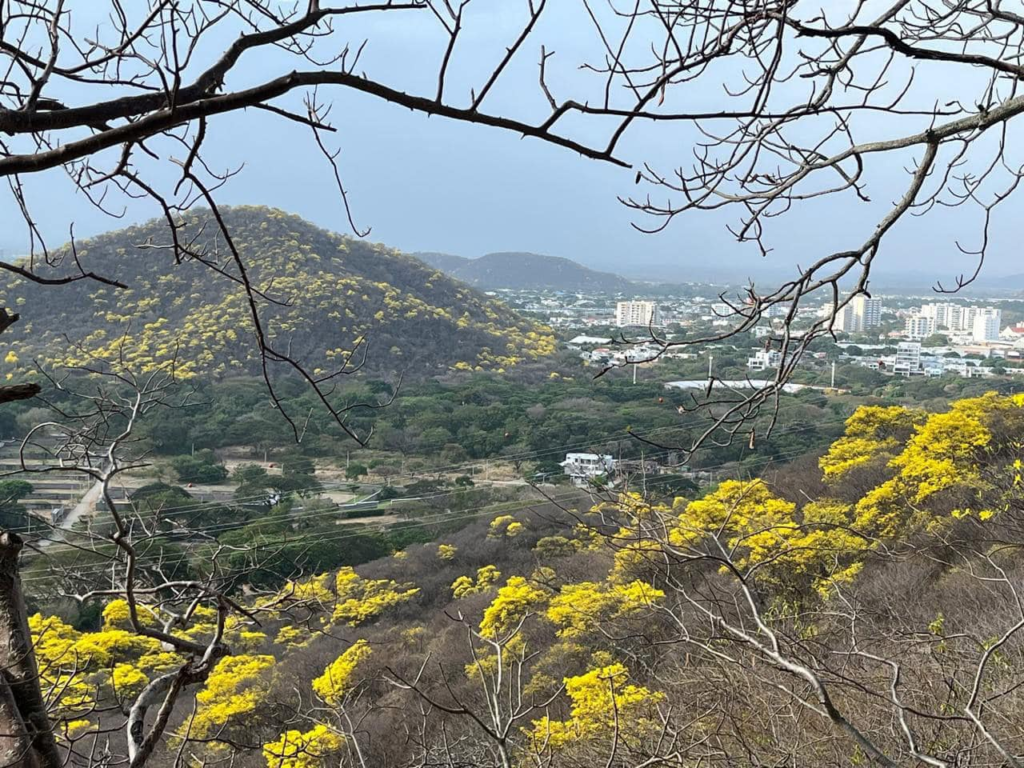 Valledupar se pinta de amarillo: Cañahuates y puis en esplendor | RTA Noticias