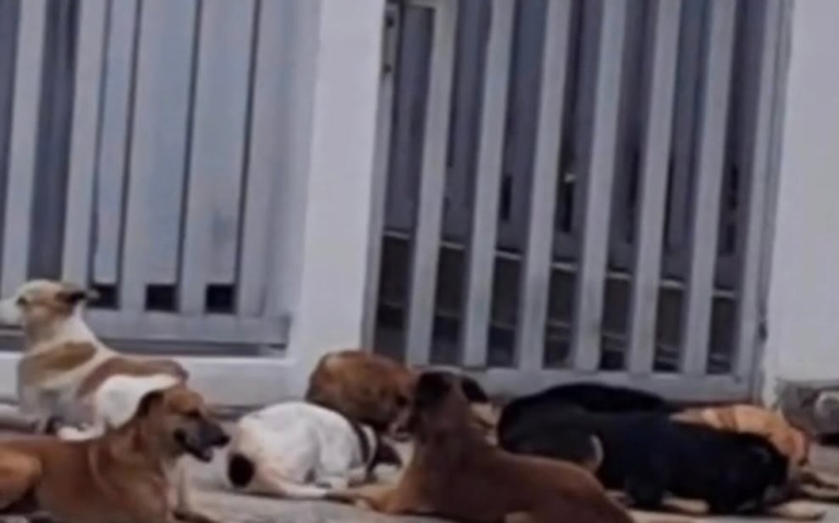Perro generan pánico en sector residencial de Valledupar image