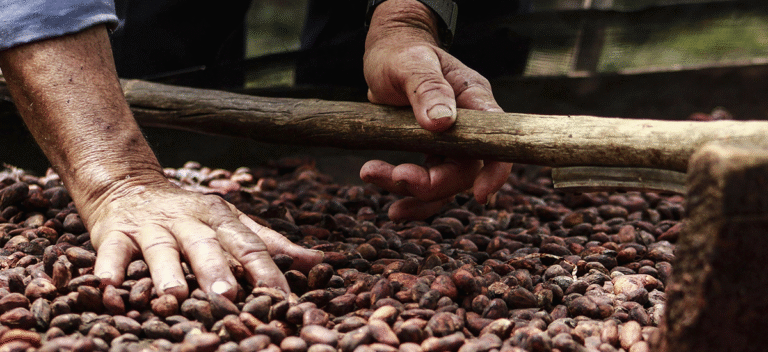 Campesinos de la ANUC siembran cacao en tierras recuperadas en Cesar Campesinos de la ANUC siembran cacao