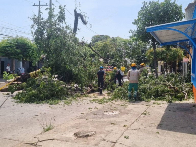 Que más da un arbol menos en Valledupar image
