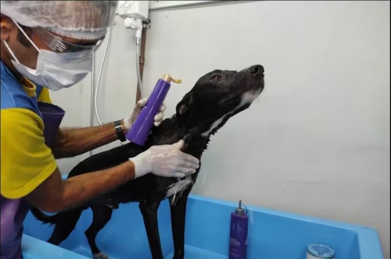 Perro herido llega solo a clínica veterinaria por ayuda 