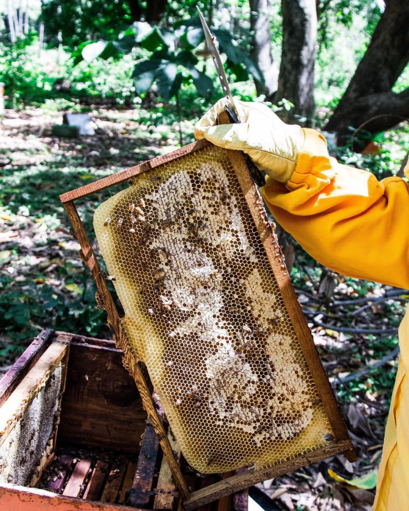 Valledupar despide a "El señor de las Abejas" 