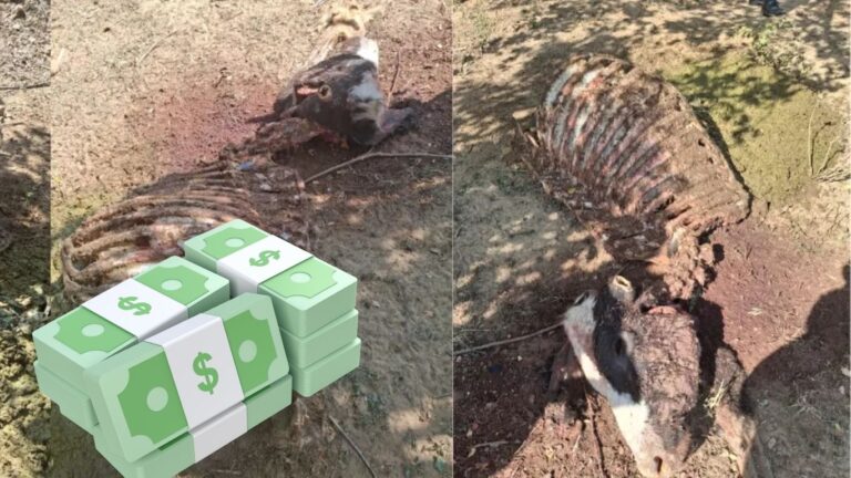 Autoridades refuerzan seguridad rural y ofrecen recompensa por abigeato recompensa
