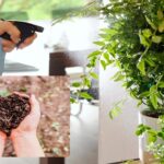 Fertilizantes ecológicos: una alternativa sostenible para una agricultura más productiva Fertilizantes ecológicos 2026