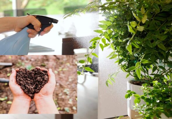 Fertilizantes ecológicos: una alternativa sostenible para una agricultura más productiva Fertilizantes ecológicos 2026