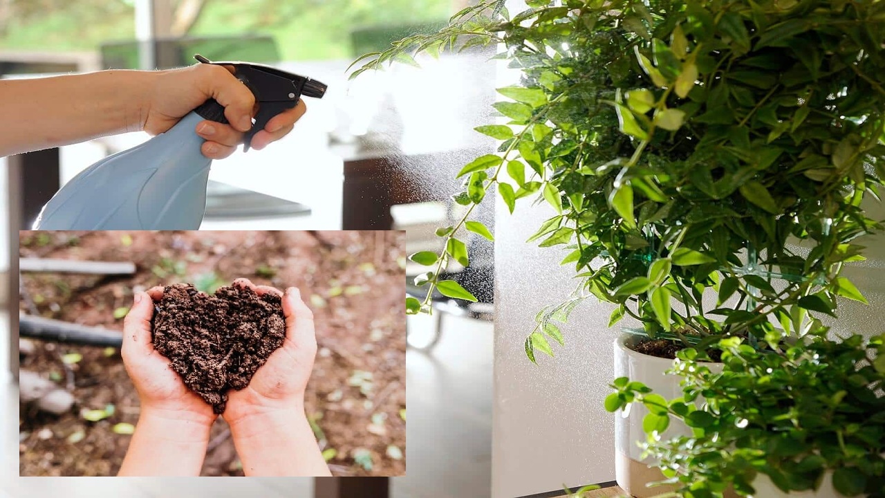 Fertilizantes ecológicos: una alternativa sostenible para una agricultura más productiva Fertilizantes ecológicos 2026